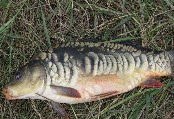 Тірі балық / Живая рыба карп